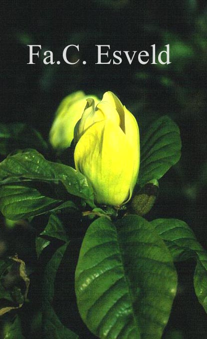 Magnolia brooklynensis 'Yellow Bird'