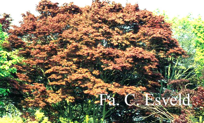 Acer palmatum 'Ohgon sarasa'