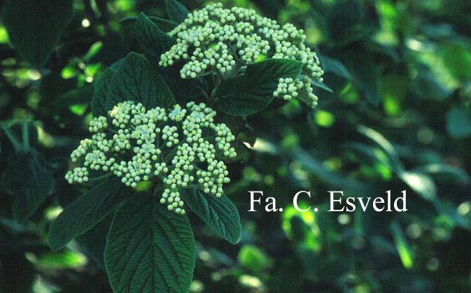 Viburnum rhytidophylloides 'Alleghany'