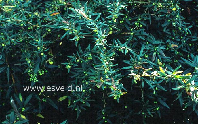 Berberis 'Klugowski'