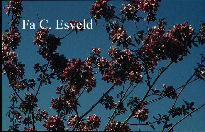 Malus 'Makamik'