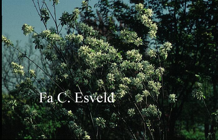 Amelanchier ovalis 'Edelweiss' (9861)