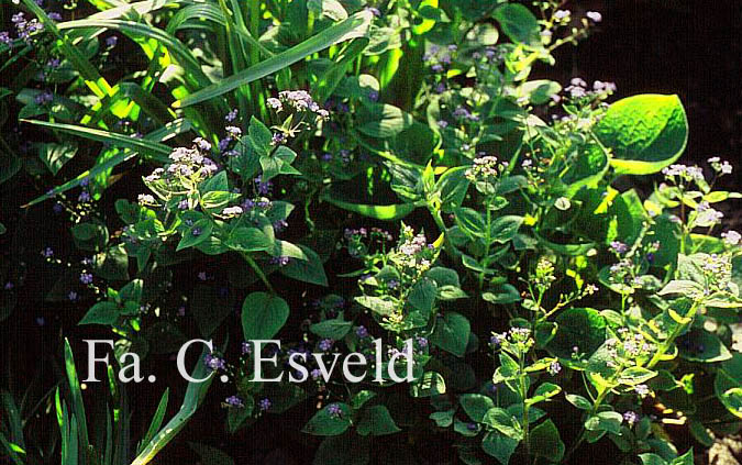 Brunnera macrophylla