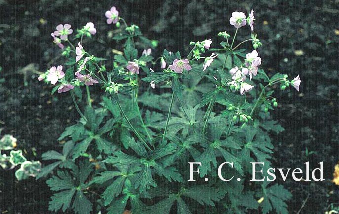 Geranium maculatum 'Espresso'