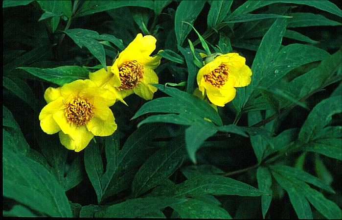 Paeonia lutea ludlowii