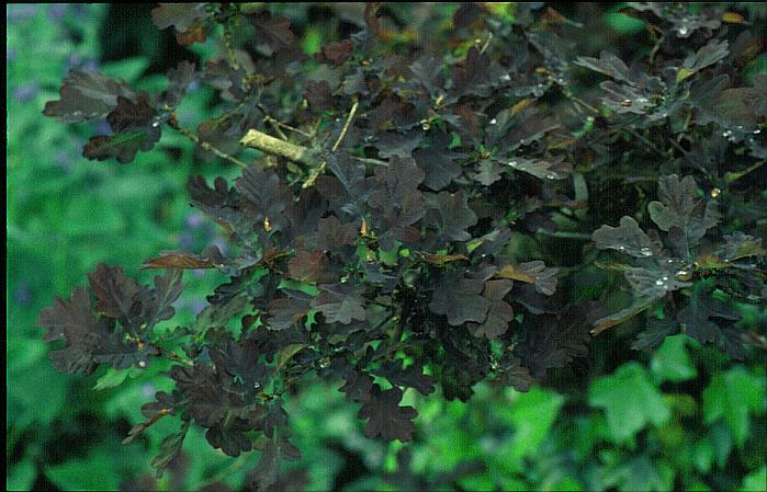 Quercus robur 'Purpurascens'