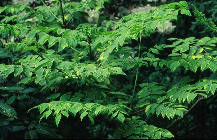 Aralia elata 'Aureovariegata'