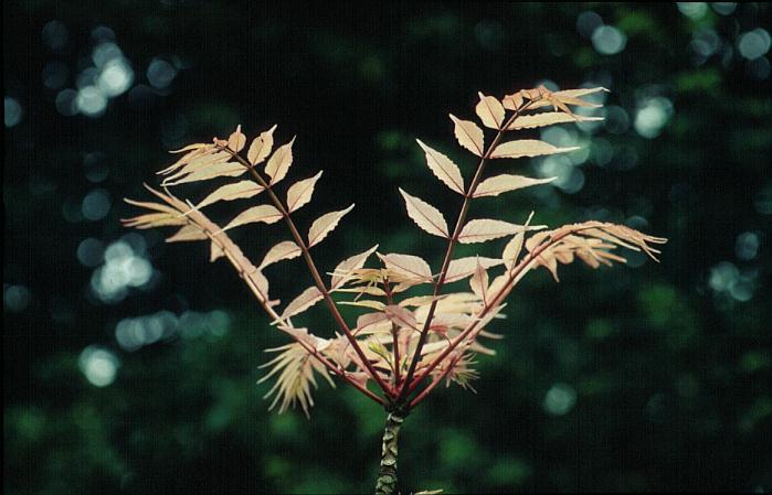 Toona sinensis 'Flamingo'