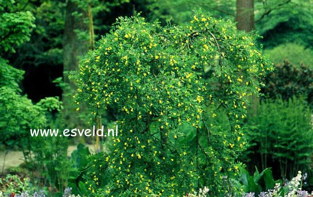 Caragana arborescens 'Pendula'