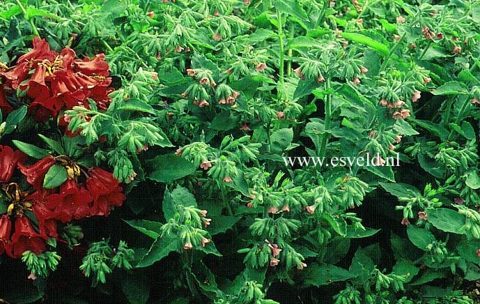 Pulmonaria rubra 'Barfield Pink'