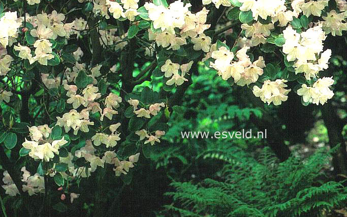 Rhododendron wardii (R. astrocalyx)