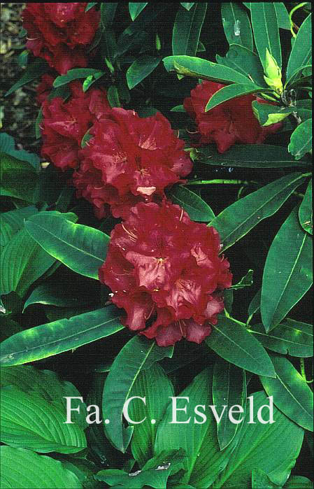 Rhododendron 'Wilgens Ruby'