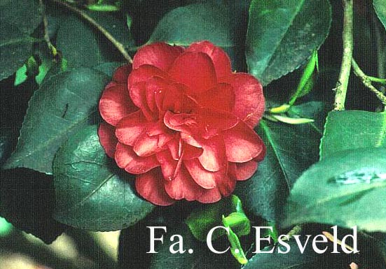 Camellia japonica 'Lady Campbell'