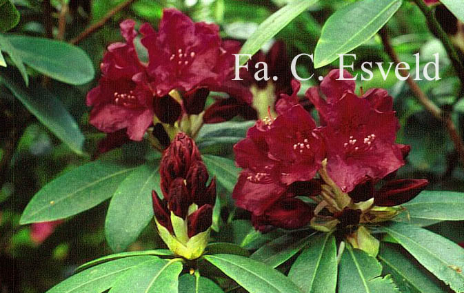 Rhododendron 'Old Port'