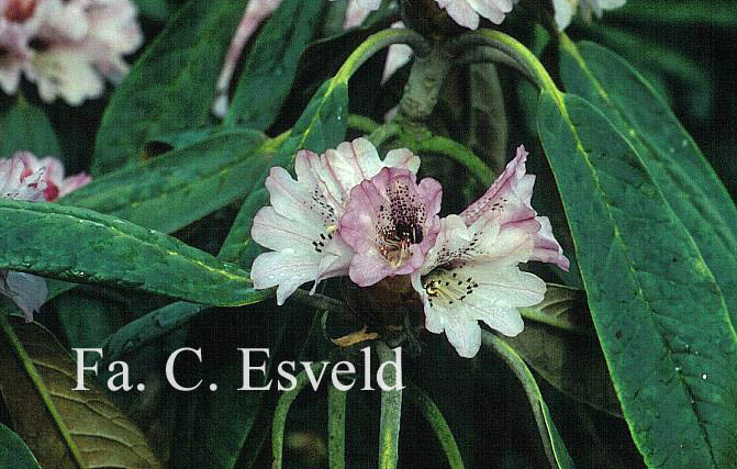 Rhododendron rex fictolacteum