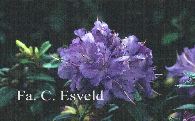 Rhododendron 'Blaumeise'