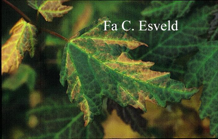 Acer pycnanthum 'Asayake nishiki'