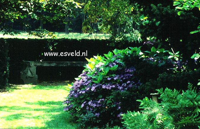 Hydrangea macrophylla 'Aduarda'