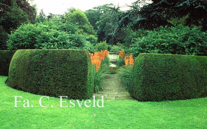 Taxus baccata