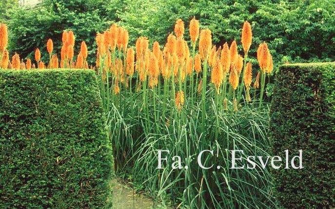 Taxus baccata