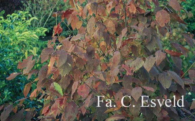 Euonymus planipes