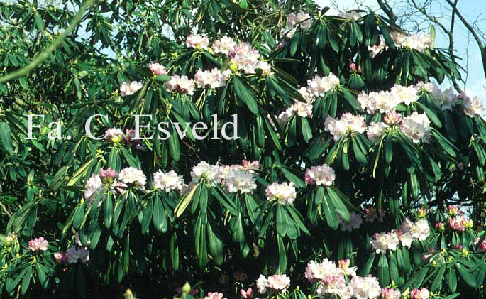 Rhododendron sutchuenense