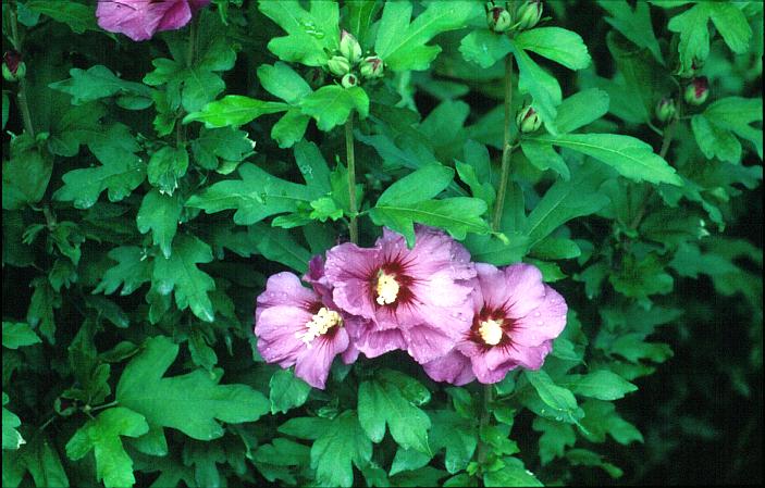 Hibiscus syriacus 'Floru' (RUSSIAN VIOLET)