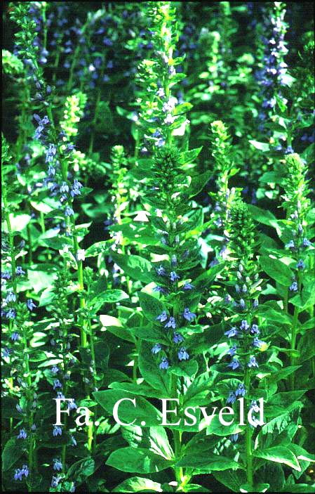 Lobelia siphilitica