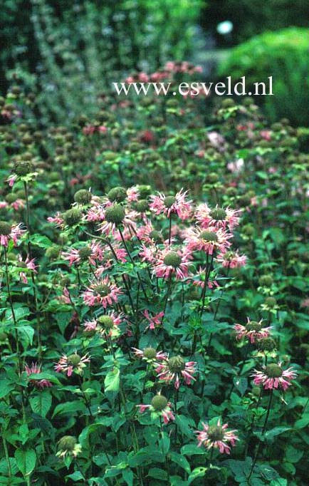 Monarda 'Marshall's Delight'