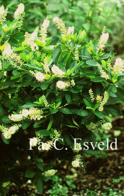 Clethra alnifolia