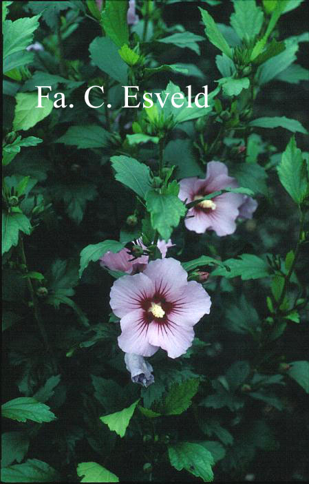 Hibiscus syriacus 'Pink Flirt'