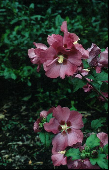 Hibiscus syriacus 'Woodbridge'