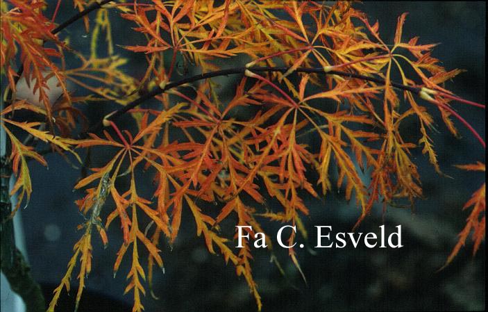 Acer palmatum 'Hanzell'