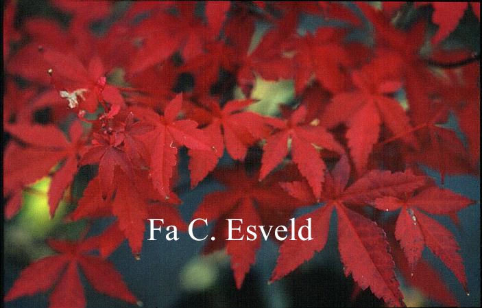 Acer palmatum 'Englishtown'