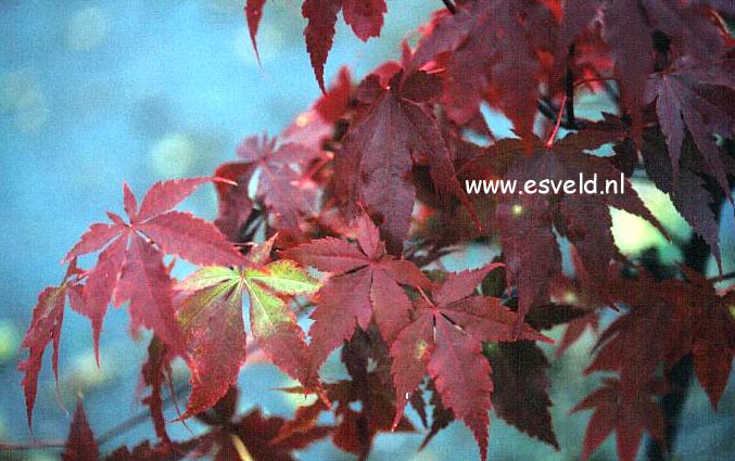 Acer palmatum 'Paul's Variegated'