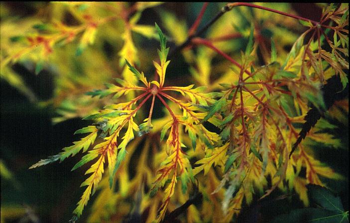 Acer palmatum 'Ellen'