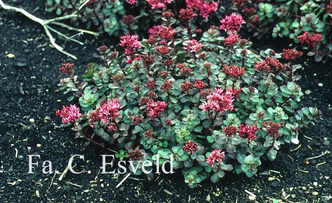 Sedum spurium 'Fuldaglut'