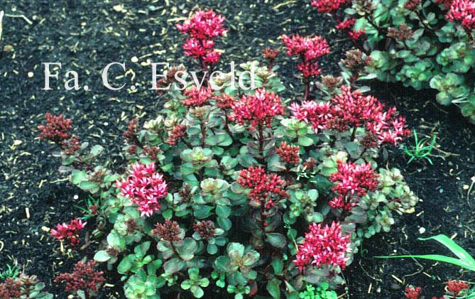 Sedum spurium 'Schorbusser Blut'