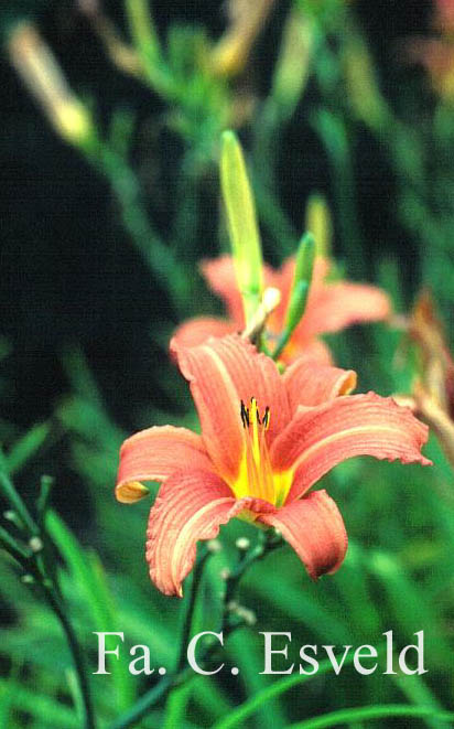 Hemerocallis 'Pink Damask'