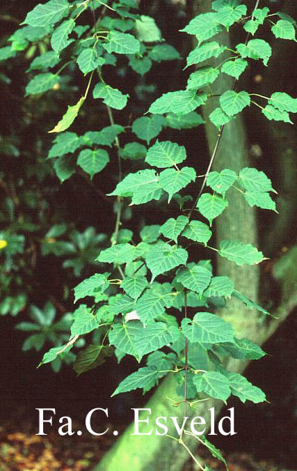 Acer davidii ssp. grosseri