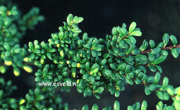 Ilex crenata 'Green Island'