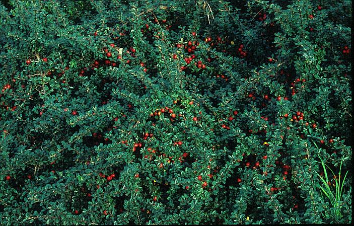 Cotoneaster microphyllus