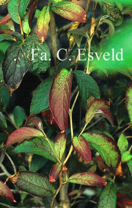 Stewartia sinensis