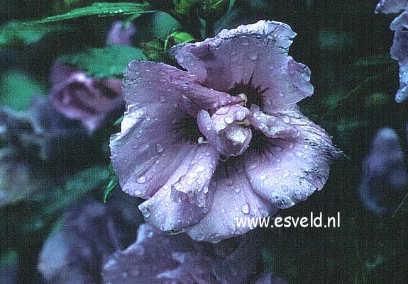 Hibiscus syriacus 'Ardens'