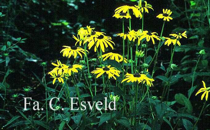 Rudbeckia fulgida var. speciosa