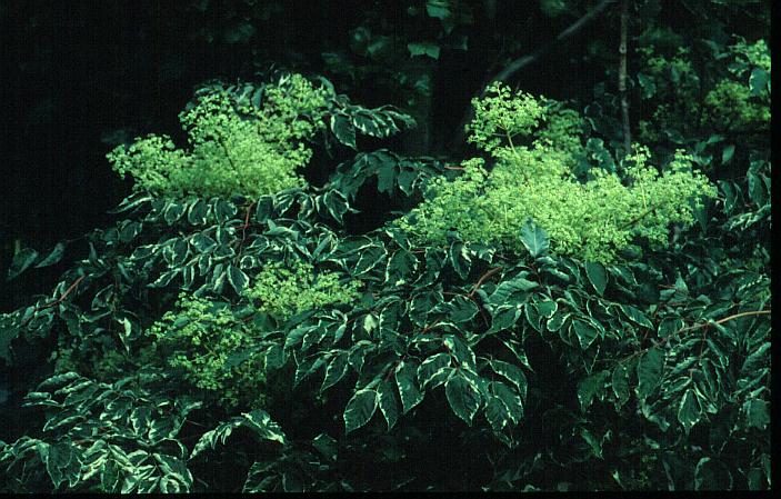 Aralia elata 'Variegata'