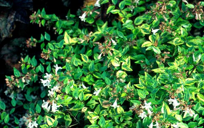 Abelia grandiflora 'Francis Mason'