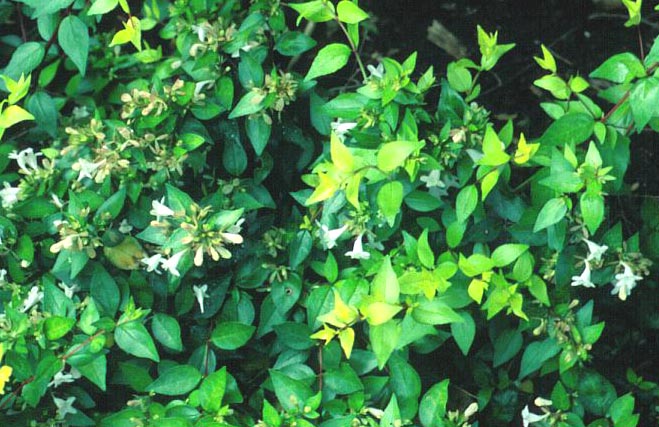 Abelia grandiflora 'Gold Spot'
