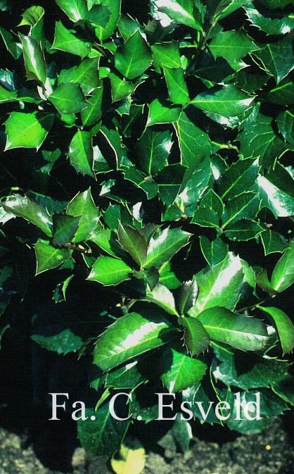 Ilex altaclerensis 'Balearica'