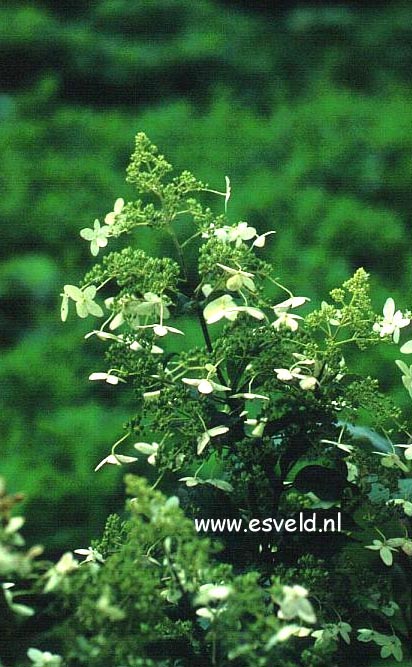 Hydrangea paniculata 'Taiwan Form'